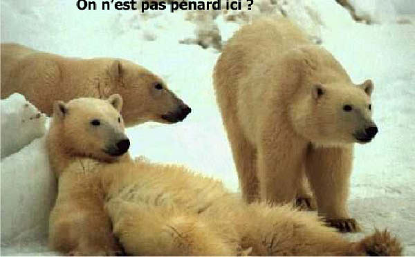 ours penard-humourenvrac